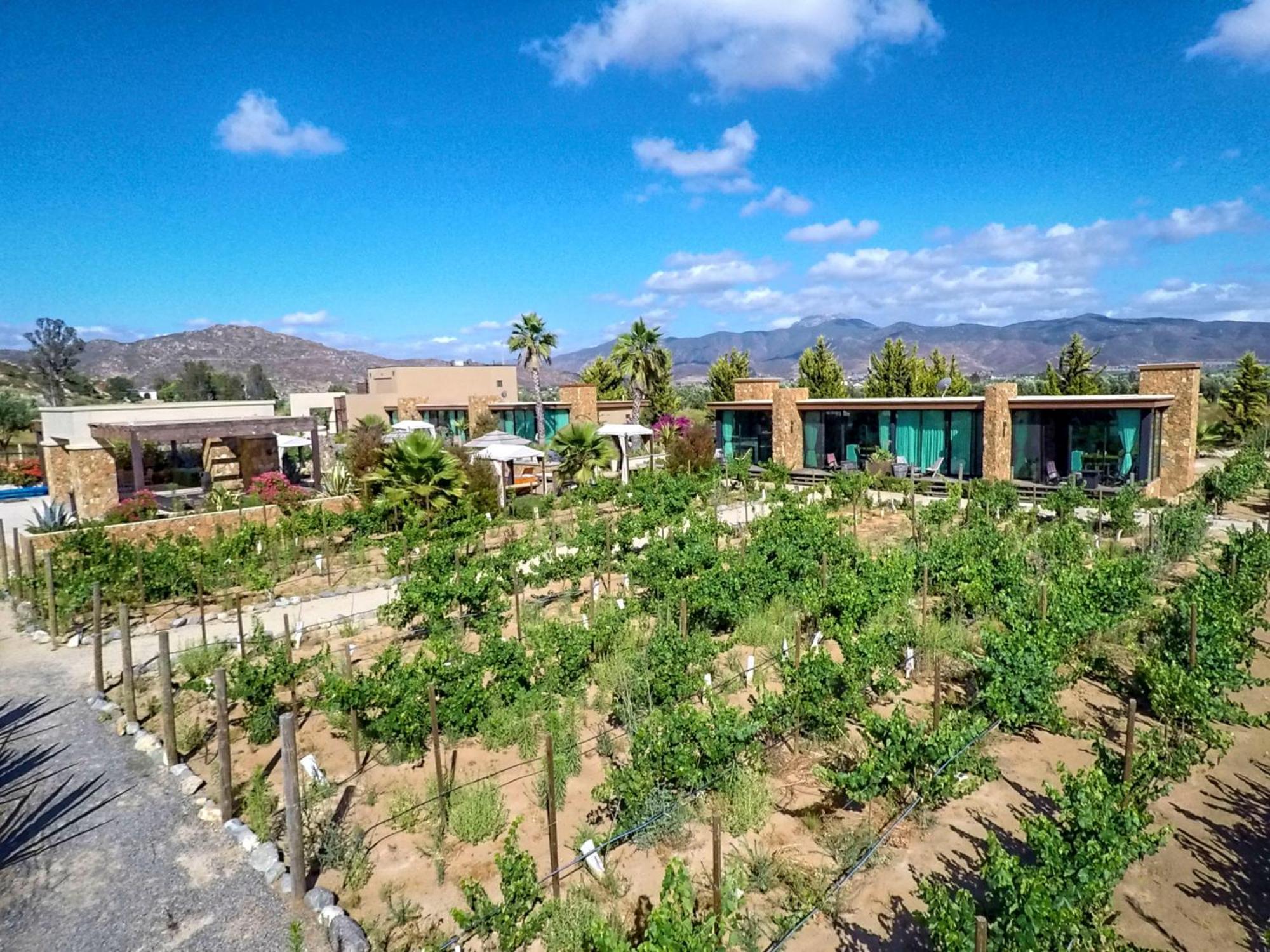 Hotel Boutique Valle De Guadalupe & Spa Cameră foto